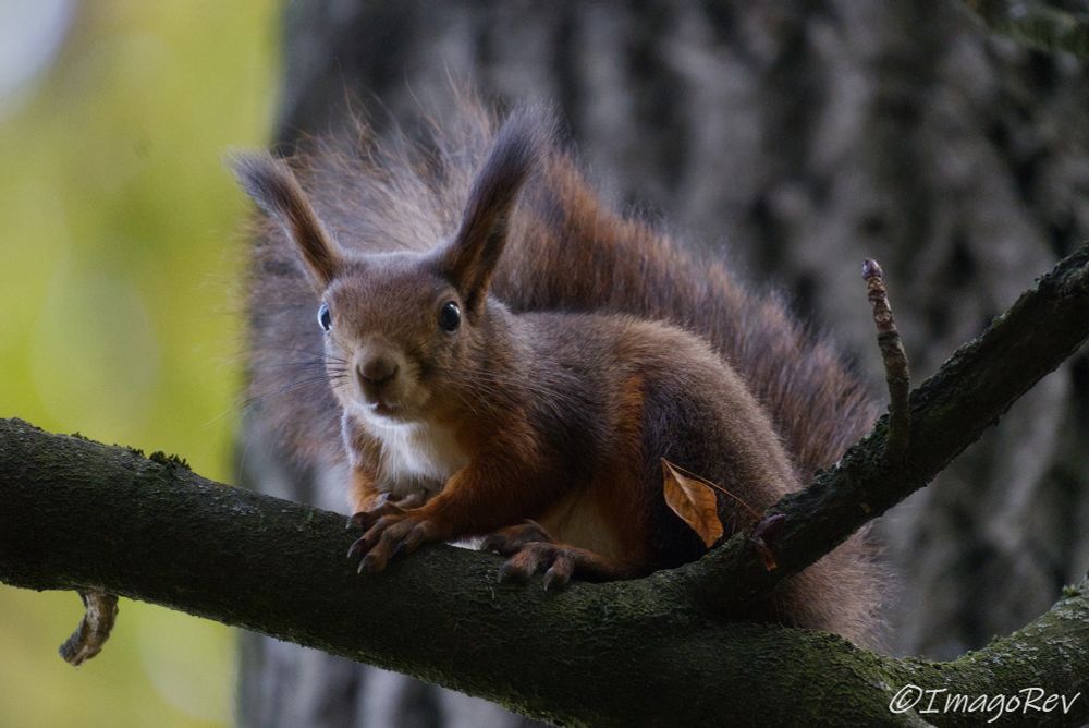 Red squirrel sitting on a branch.