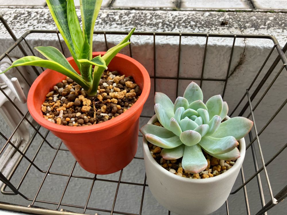 サンスベリアとエケベリア