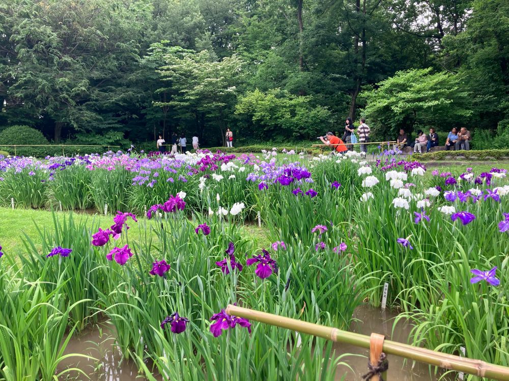 皇居　二の丸　菖蒲田