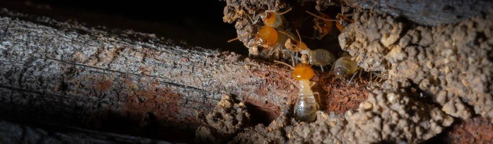 Termites active in a branch, zoomed in.