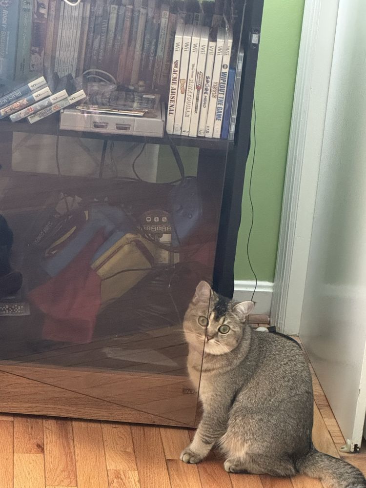 Cat’s face under a transparent glass door staring at the camera 