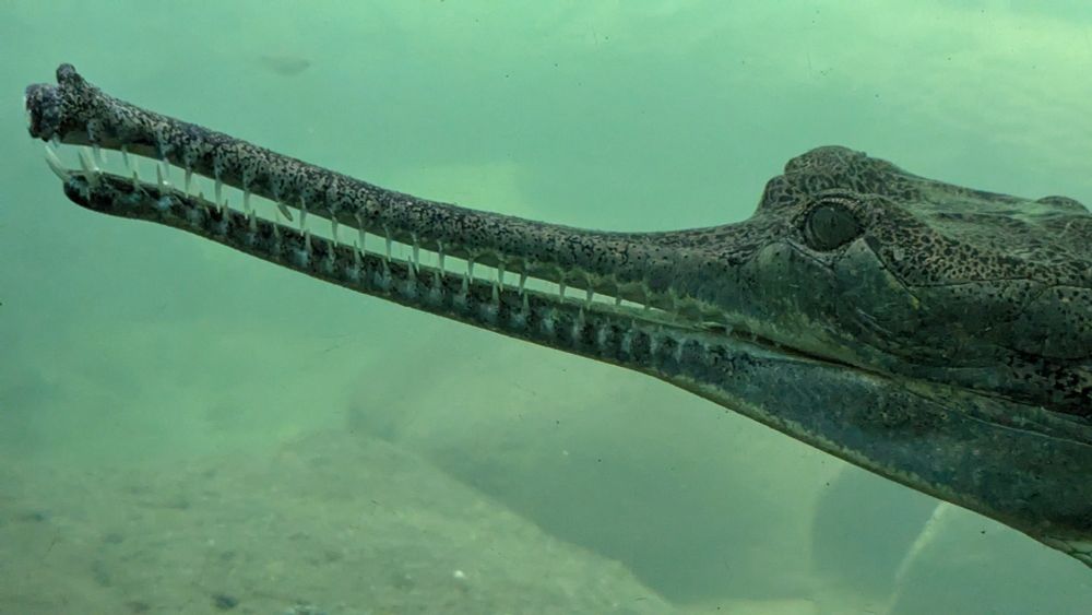 Needle teeth in a gharial.
