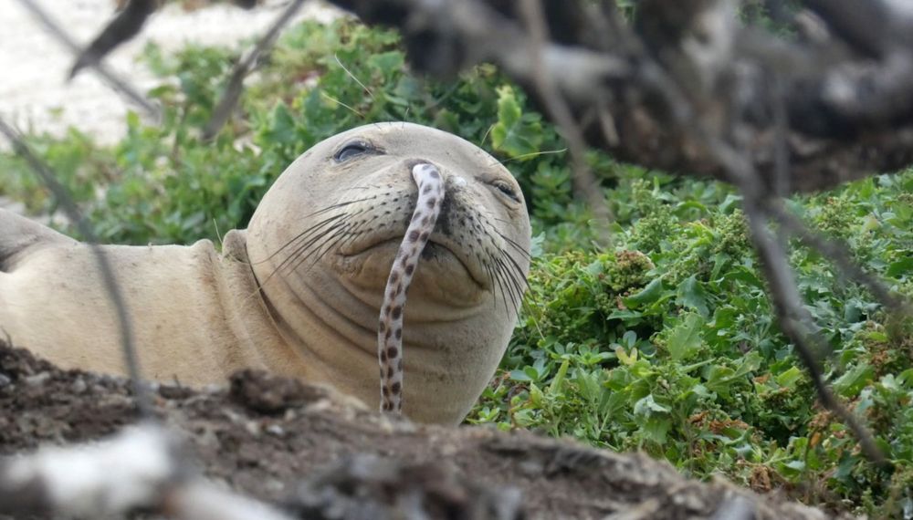 ‘Make better choices’: Endangered Hawaiian monk seals keep getting eels stuck up their noses and scientists want them to stop