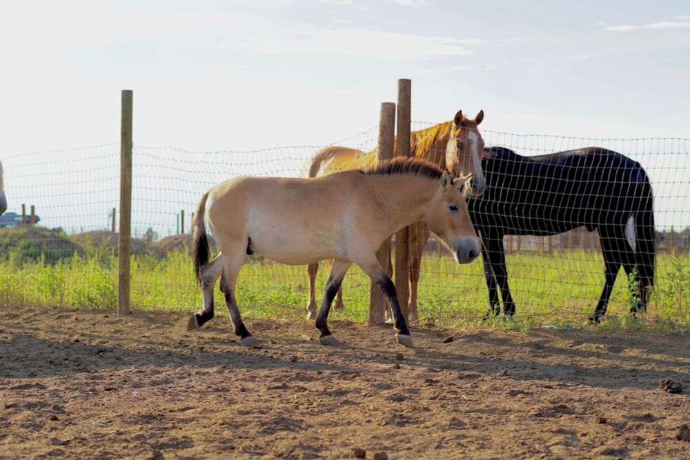 ‘Ferrari in a junkyard’: Mules sold at auction are rare, endangered horses