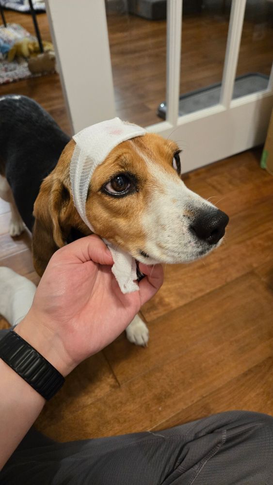 Peanut the beagle with a bloodied bandage wrapped around her head