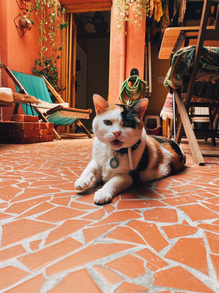 Gata branca, preta e amarela, gordinha, deitada no chão, com a boca aberta, flagrada miando