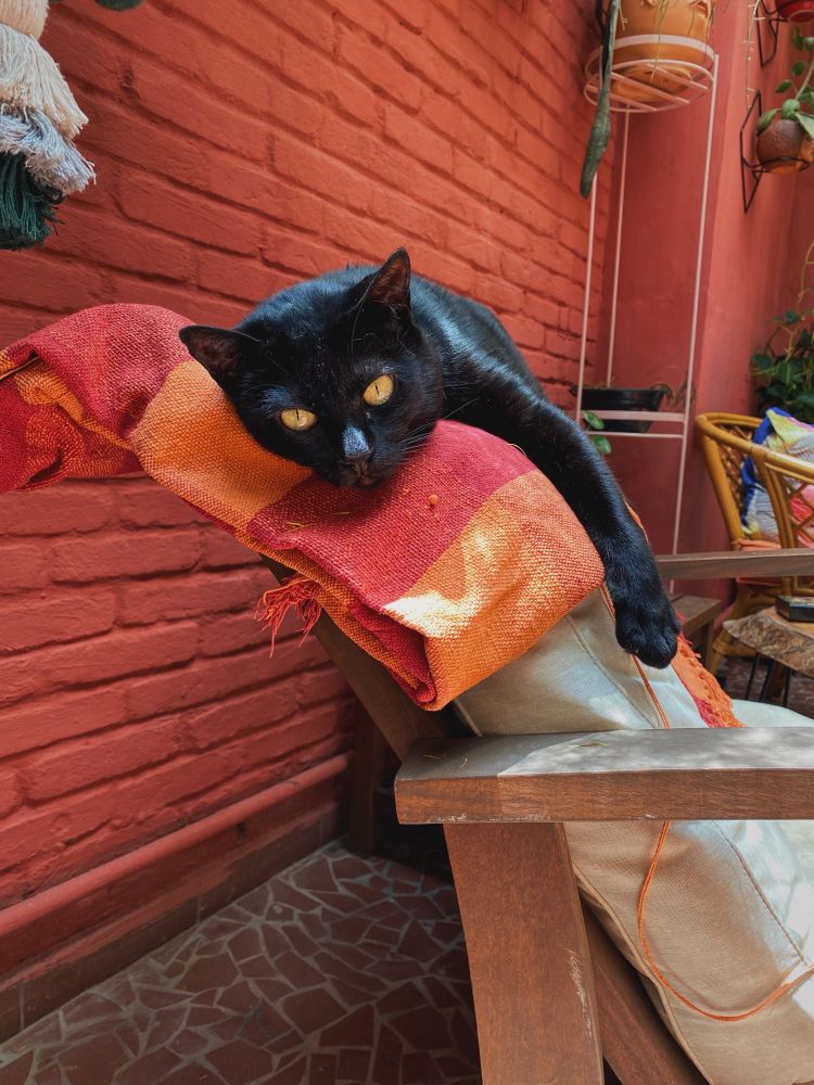 Gato preto lindo deitado no encosto de uma poltrona, no sol