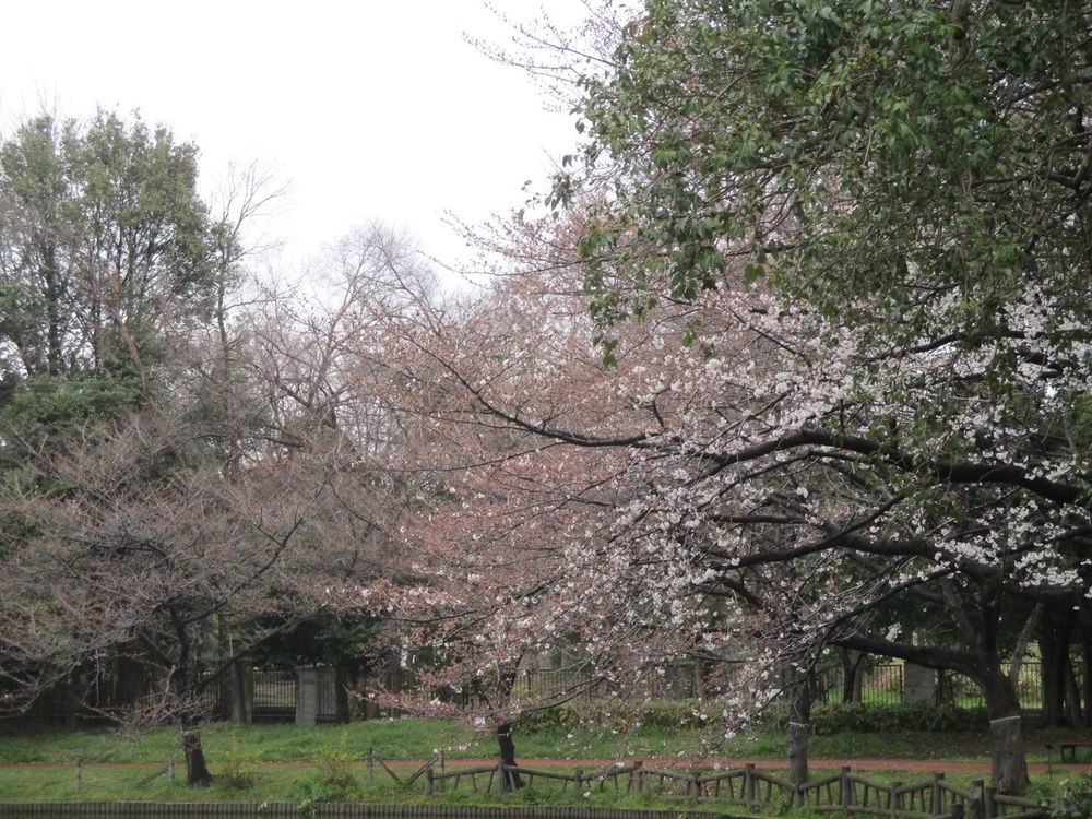 通勤路の公園の桜