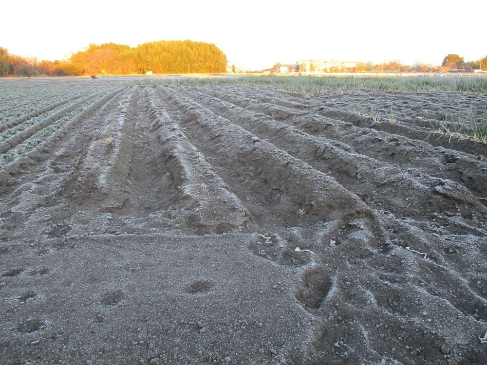 白く霜が降りた畑