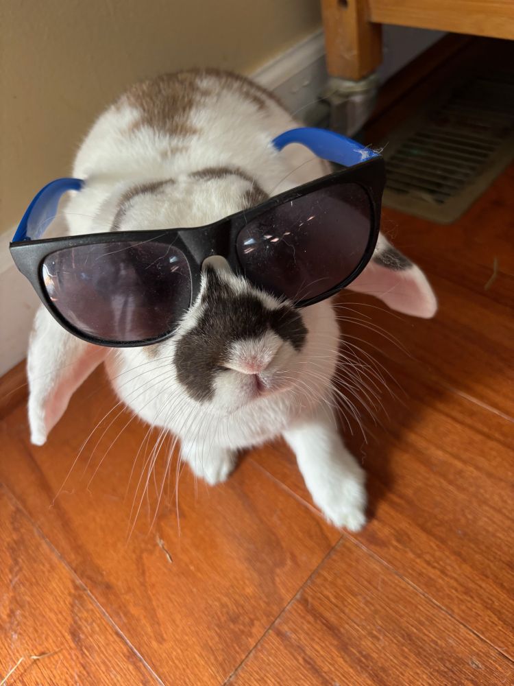 A white rabbit with brown splotches with sunglasses on