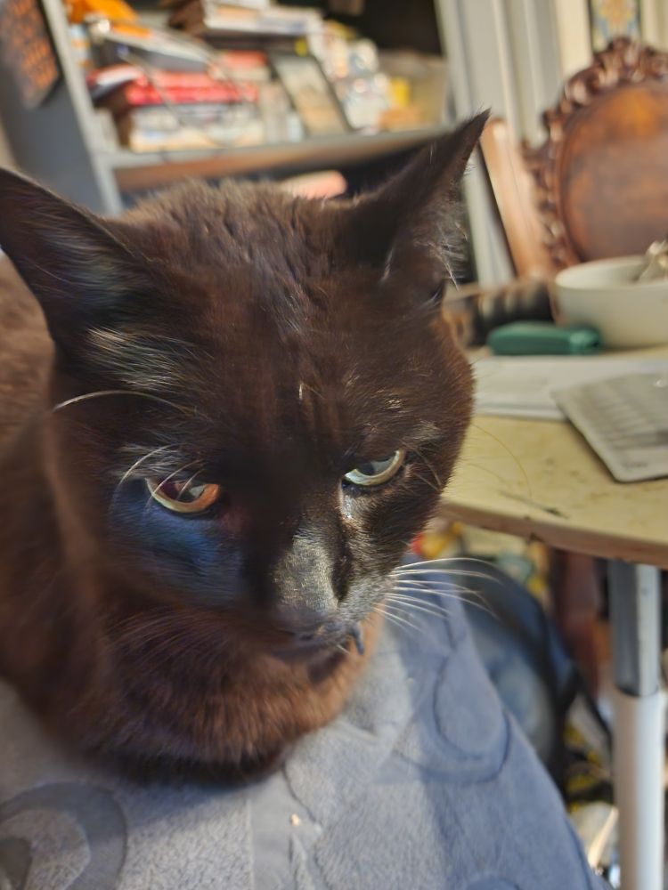 A black cat, Banzai, sits on the arm of a couch.