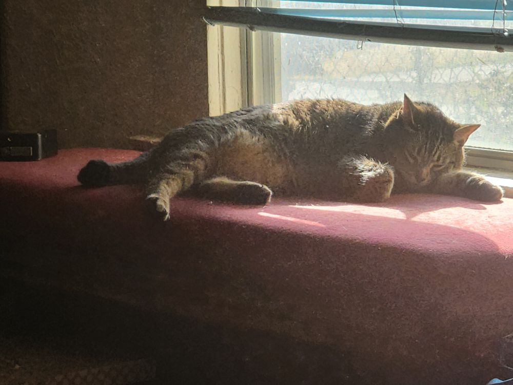 A brown tabby, ZeeZee, lies on a velvet bench next to a window.