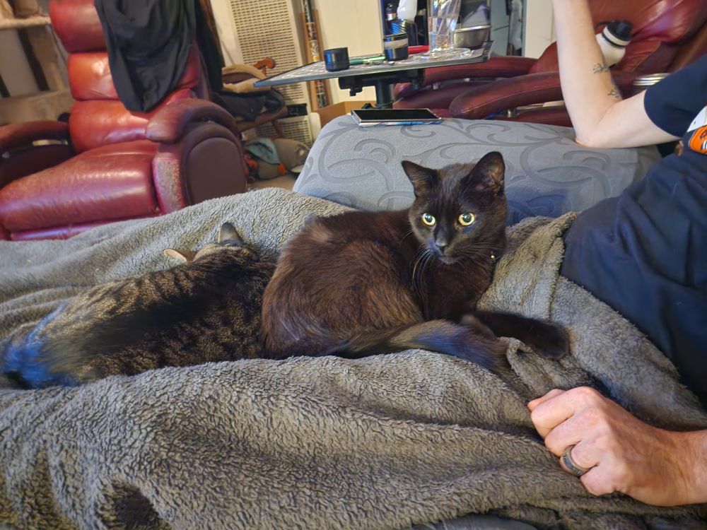 A black cat, Banzai and a brown tabby, ZeeZee, are lying on a lap blanket in one of their people's lap.