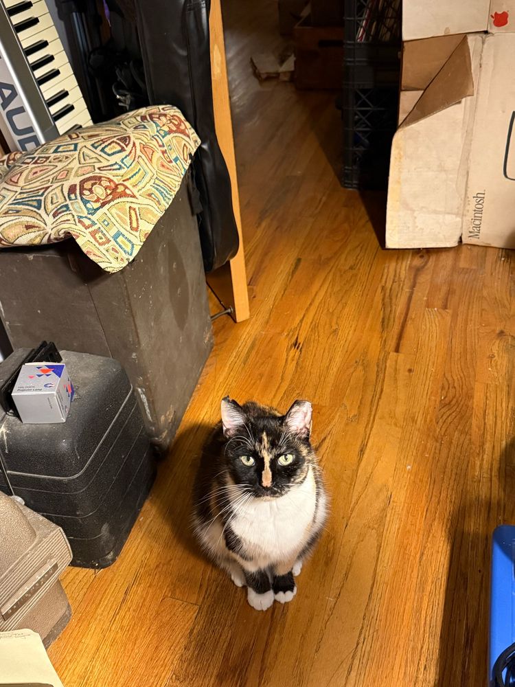 A picture of a calico cat named Esmé staring intensely into the camera 