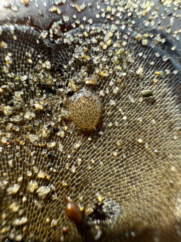 Close up of some sandy dark red kelp with a golden lace bryozoan and a small globular nudibranch.