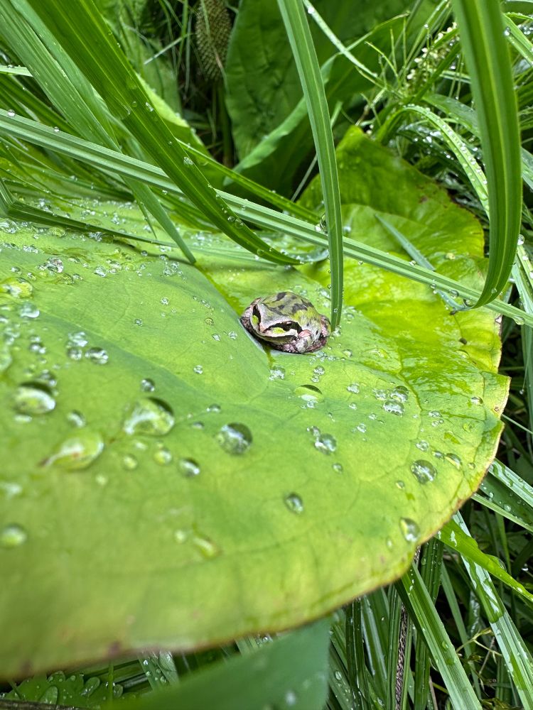 Closer look at tiny tree frog on cabbage leaf. Dark blotches run down the length of its back I three lines. Legs tucked under. 