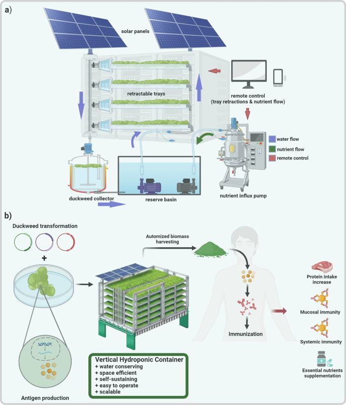 Vertical farming of duckweed: advancing edible vaccine production for global health 
