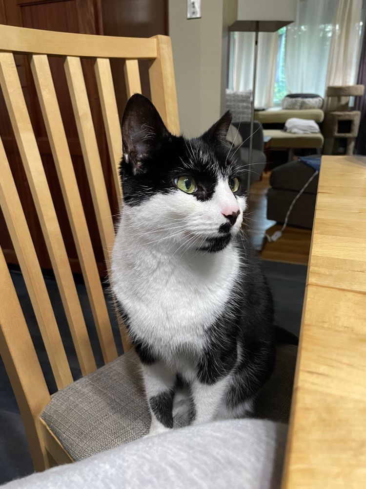 A black and white cat stares intently at the cake jar that I am eating from, wondering if a cat can have a little, as a treat. Don't you know she has CANCER and is SUFFERING