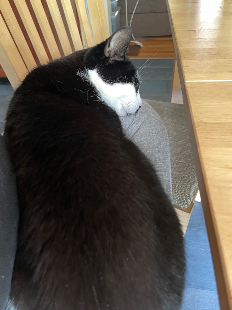 A black and white kitty who is no longer quite as skeletal looking, sitting in a person's cross-legged lap with her chin on one knee 