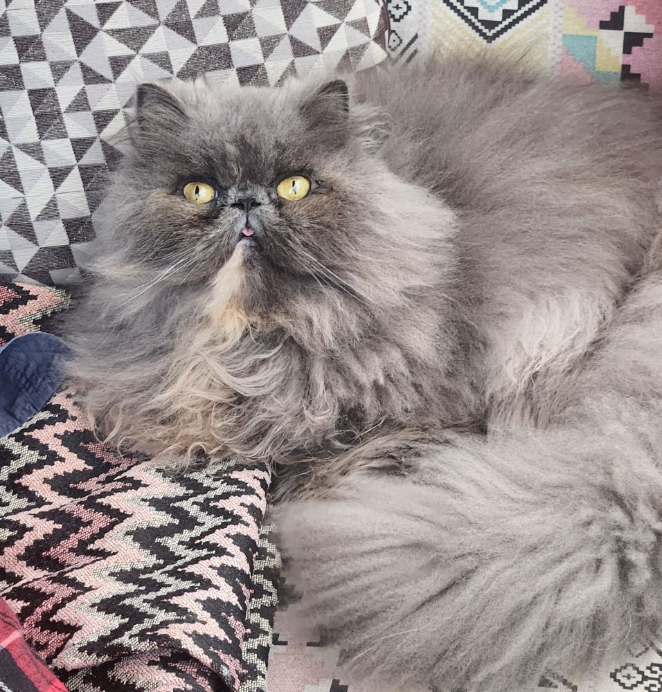 Foto real da gatinha do pixel art, uma persa cinza bem peluda, com olhos amarelos, um pouquinho da língua fugindo da boca e um sofá com estampas em preto e branco 