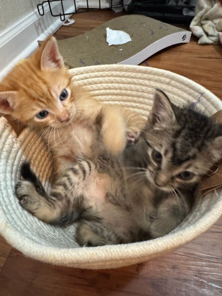 Two kittens playing in a basket 