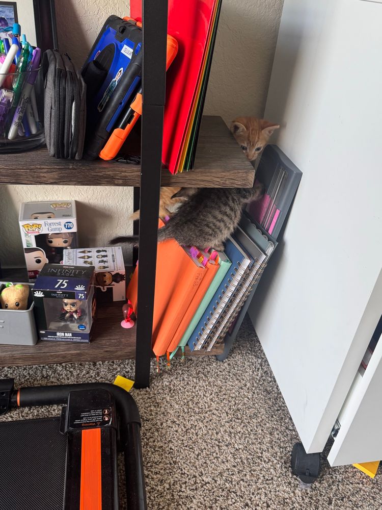 Two kittens exploring a cluttered bookshelf 