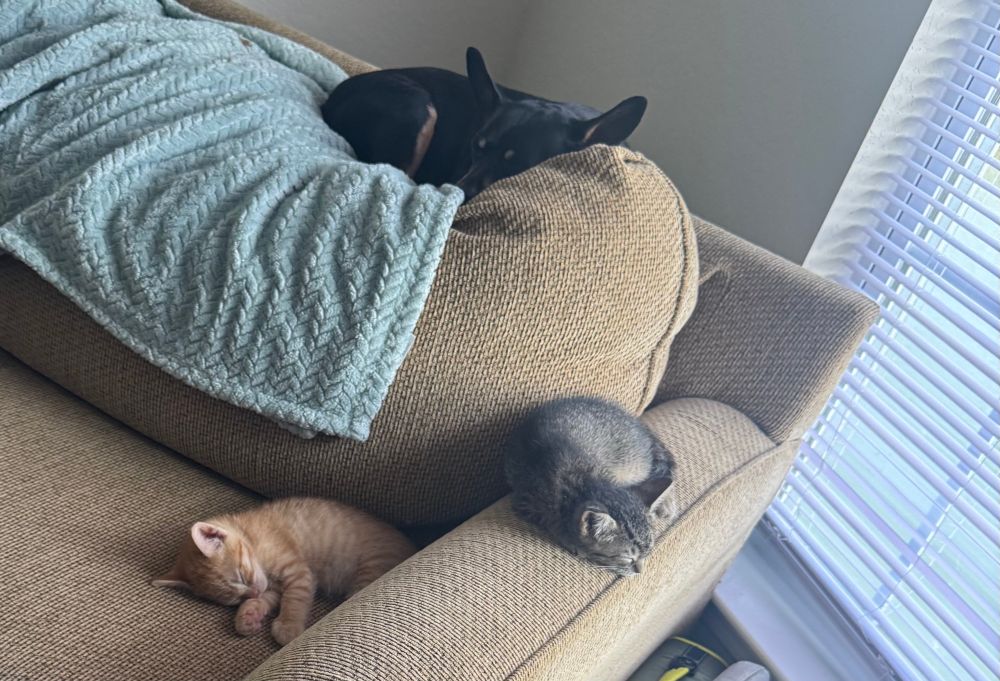 Two kittens and a dog napping on a chair