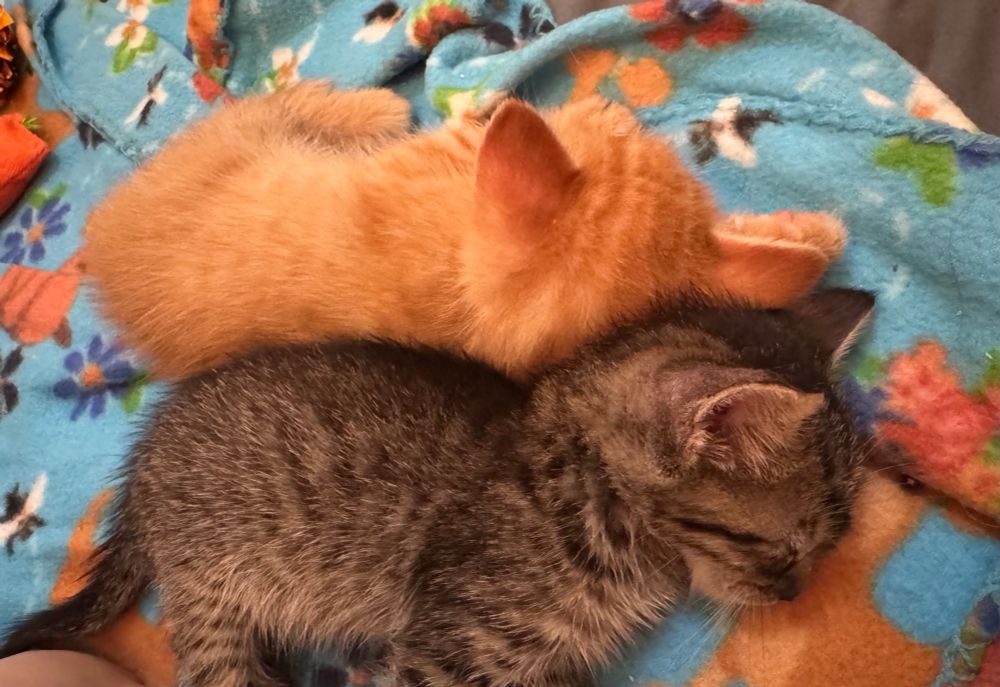 Two kittens napping 