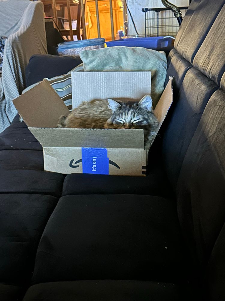 A tabby cat sleeps in an Amazon box set atop a dark couch. 