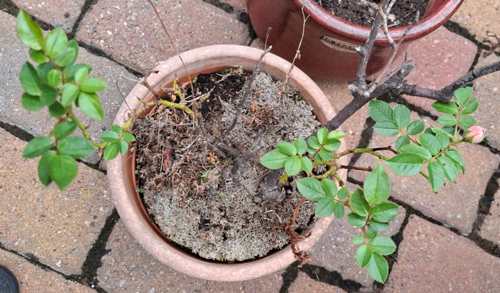 Overhead shot of the pot. The rose has new growth from two sides, but it's still looking pretty bare and sad. The soil has dead moss on top, and is very old. 