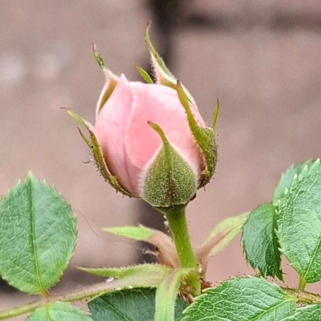 Close up of the perfect pale pink rosebud. 