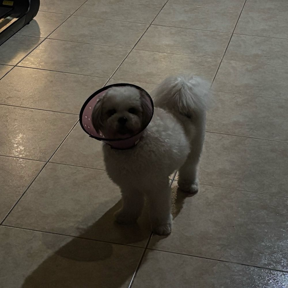 Mochie in her cone of shame despite smiling through it all