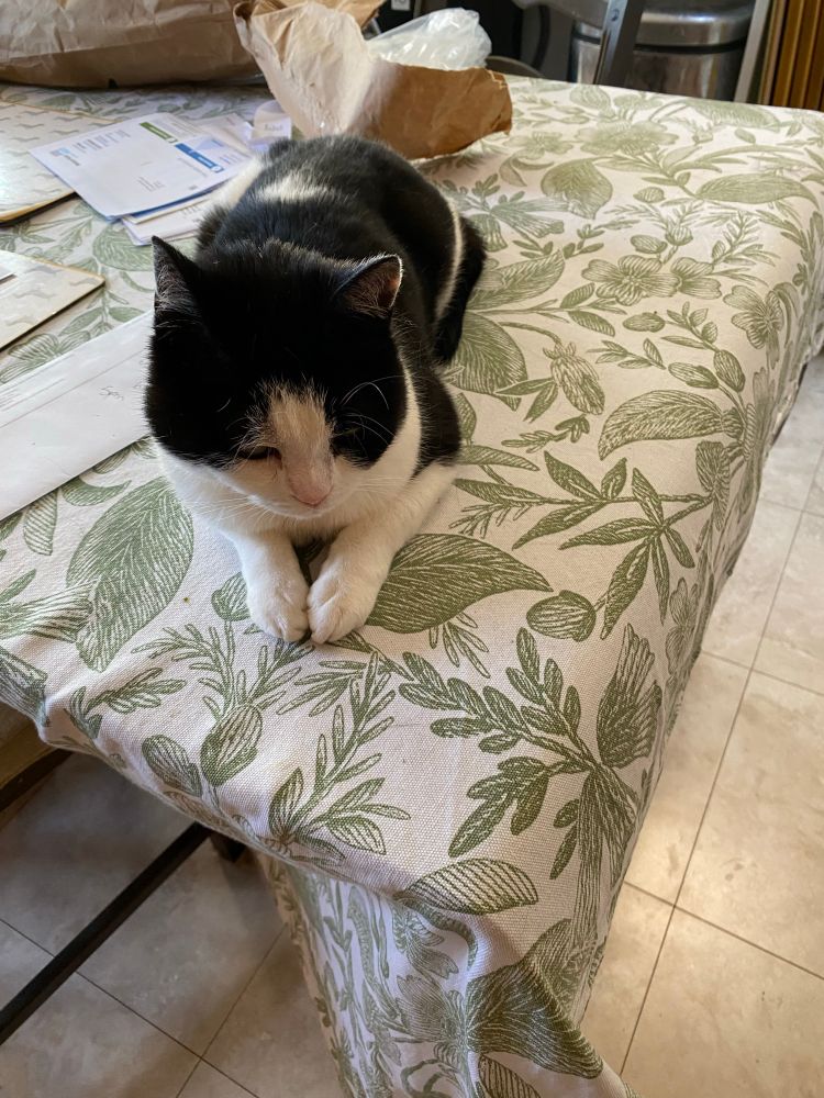 I’m defiance of the health and sanitation inspectorate, my cat Dice continues to  lie on the kitchen table when it’s hot