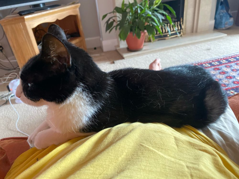 My cat Domino looking fecking gorgeous