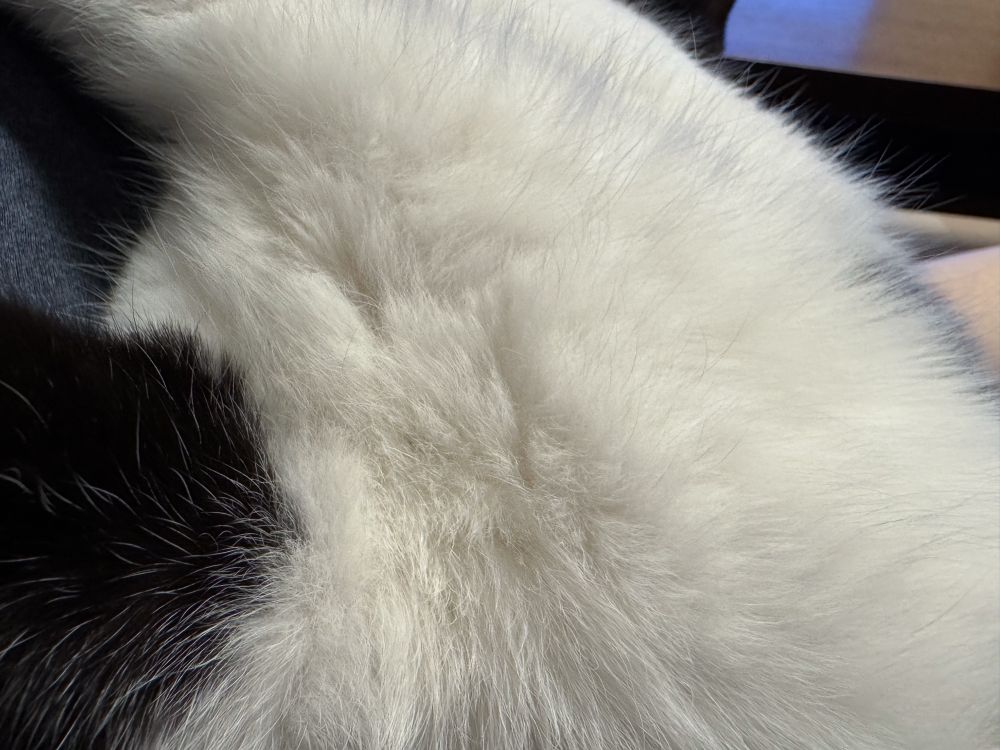 猫の腹