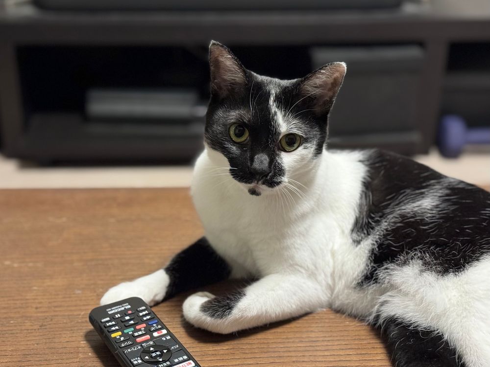 猫がこちらをみている