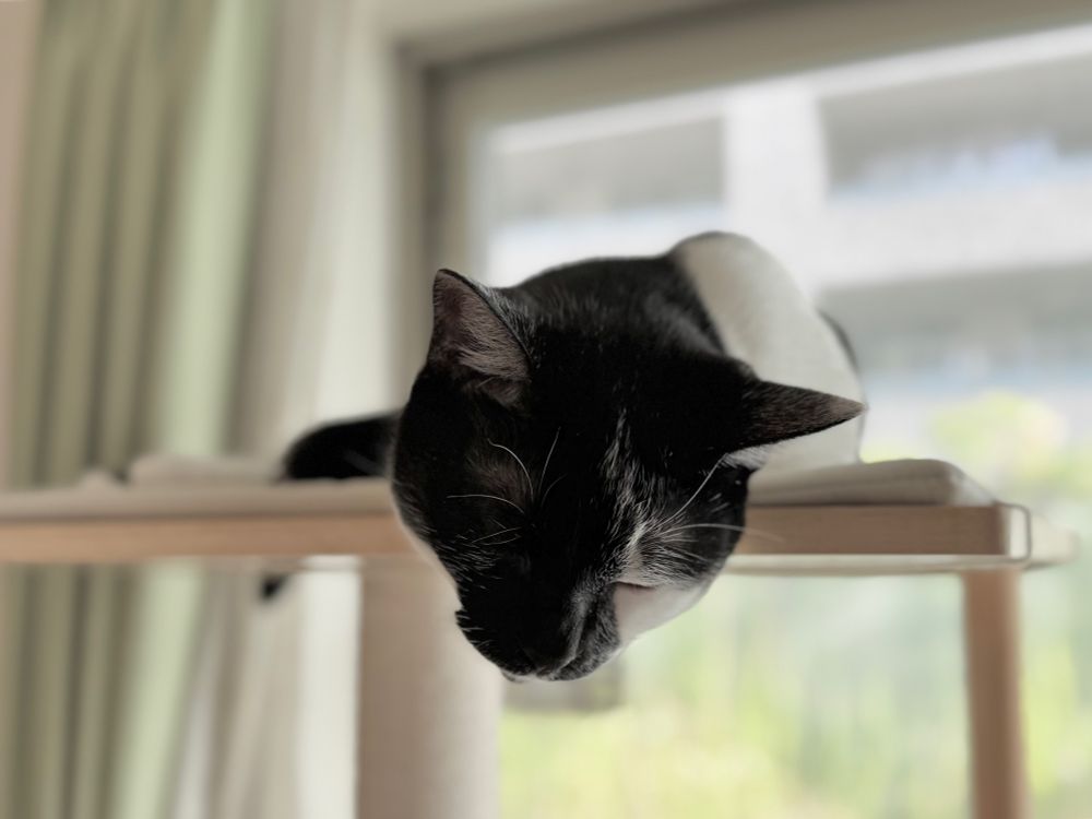 キャットタワーの上の猫