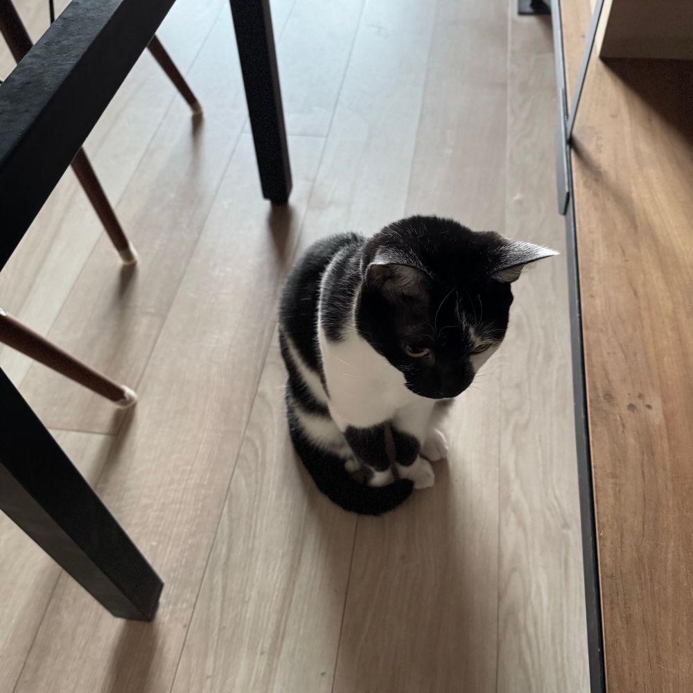 動かないルンバを見ている猫