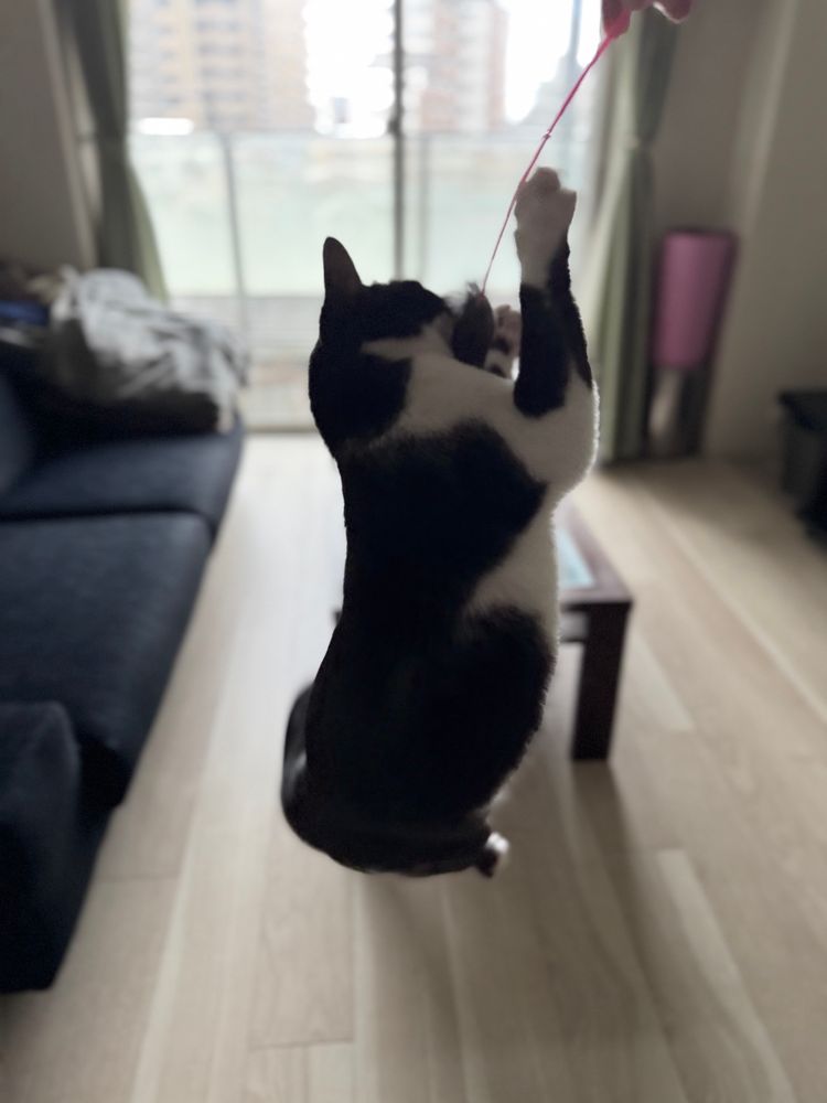 跳ぶ猫