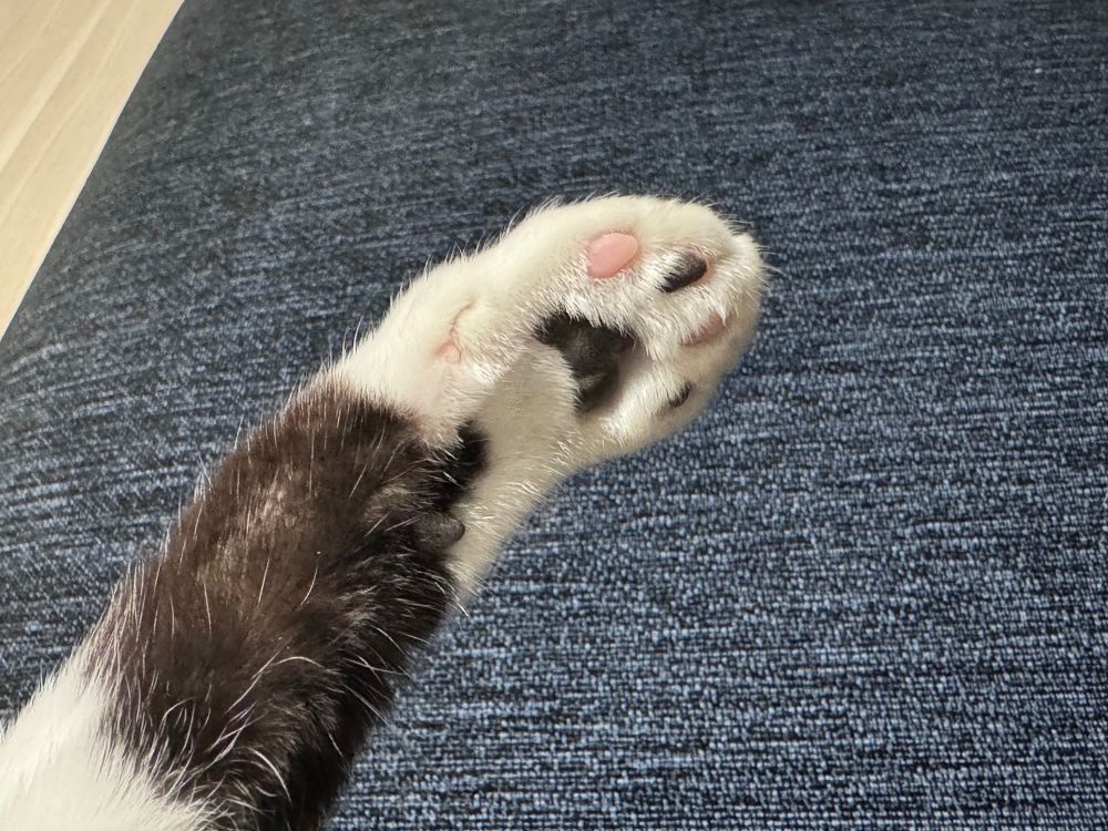 猫のにくきゅう