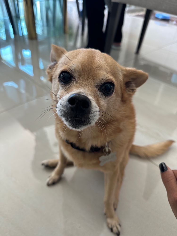 Close up of adorable dog
