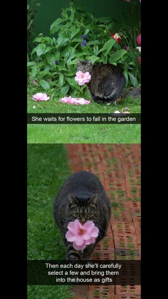 Two photos of a fat, dark tabby cat. In the first one she's sitting next to a bush in a garden holding a pink flower in her mouth looking at the camera with the text "She waits for flowers to fall in the garden". In the second she's walking towards the camera with the pink flower in her mouth with the text "Then each day she'll carefully select a few and bring them into the house as gifts".