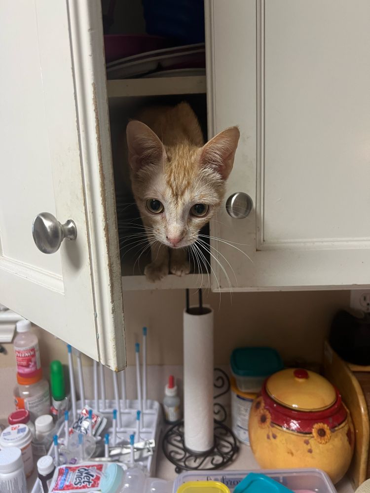 Cat pokin her head out of a cabinet
