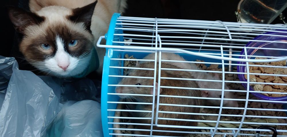 a hot fudge sundae colored cat sits on the floor next to her chocolate rat and vanilla rat