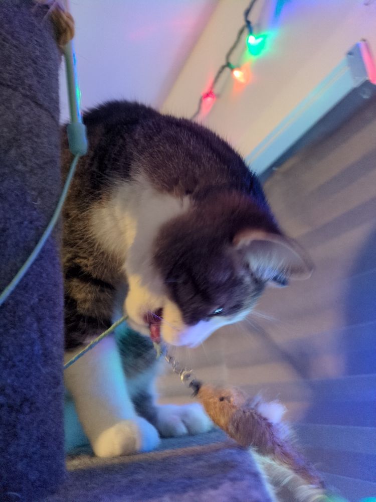 Cat playing with fish toy on string