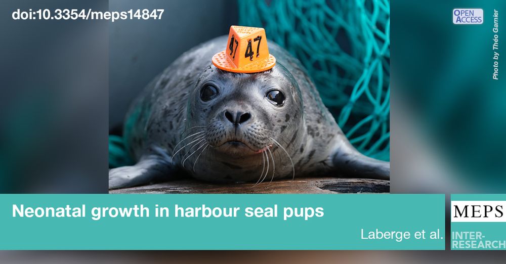 Harbour seal pup facing the camera with a dip net in the background right and an orange pyrimidal tag glued to the top of its head