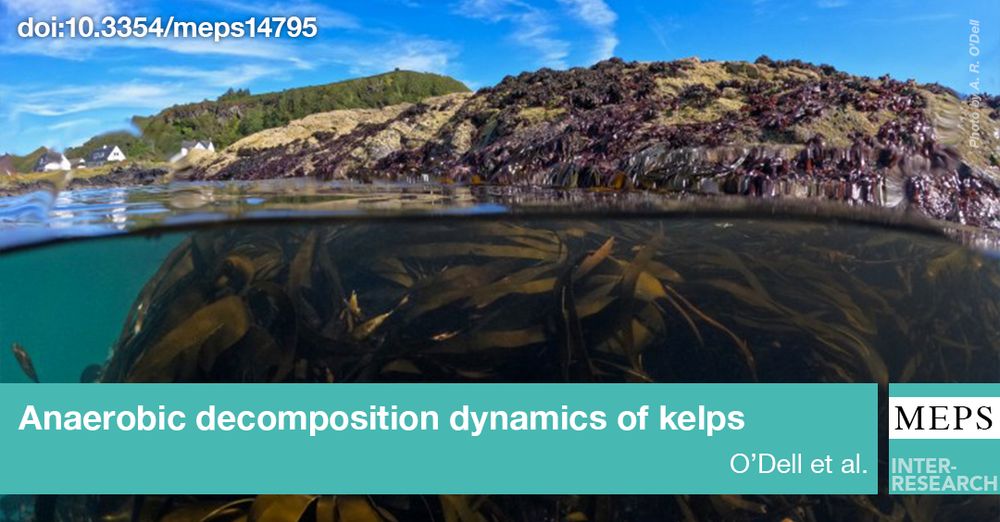 Photo lower half underwater, upper half in air showing kelp underwater and rocky/hilly coastline in background