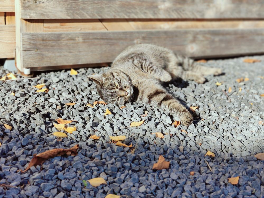 Graugetigerte Katze wälzt sich vor einer Holzwand auf grauem Split.