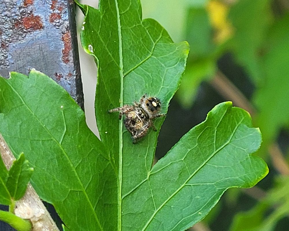 A very cute jumping spider looking into the camera while enjoying a meal
