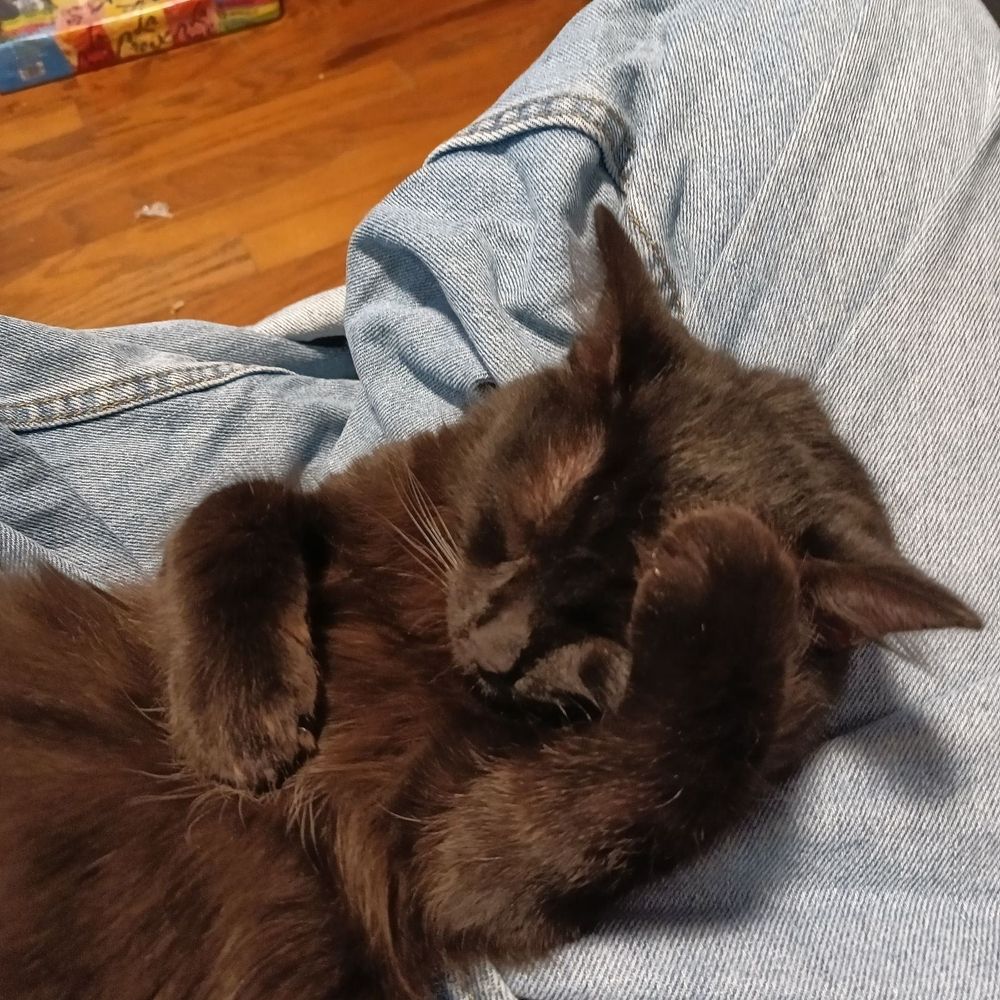 A brownish blackish cat is lying on her back within someone's criss-crossed legs. The cat has one paw up to her head, like she's doing a facepalm.